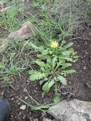 Arctotis arctotoides