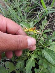 Arctotis arctotoides