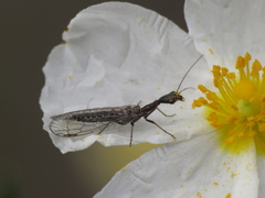 Harraphidia laufferi