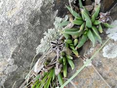 Bergeranthus vespertinus