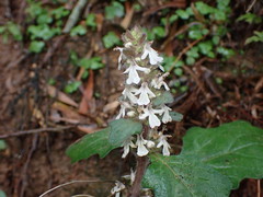Ajuga nipponensis