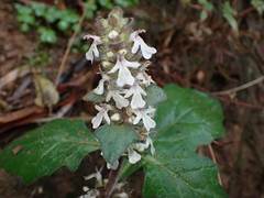 Ajuga nipponensis