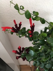 Aeschynanthus