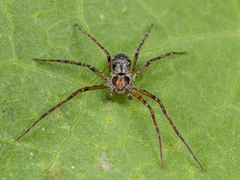 Rhysodromus pictus