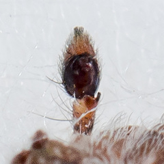 Rhysodromus pictus