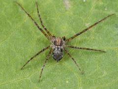 Rhysodromus pictus