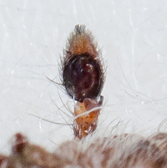 Rhysodromus pictus