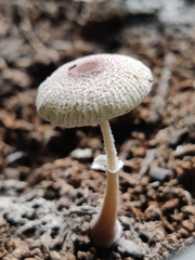 Leucocoprinus ianthinus