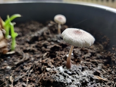 Leucocoprinus ianthinus