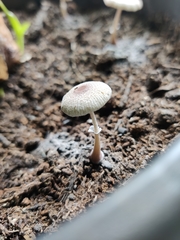 Leucocoprinus ianthinus