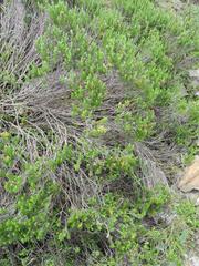Helichrysum trilineatum
