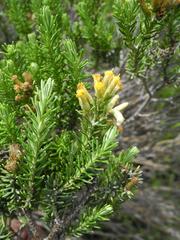Helichrysum trilineatum