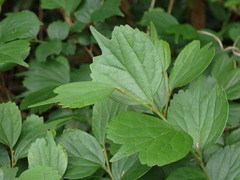 Celtis biondii