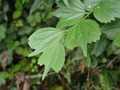 Celtis biondii