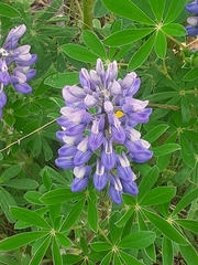 Lupinus nootkatensis