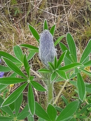 Lupinus nootkatensis