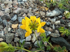 Lotus corniculatus