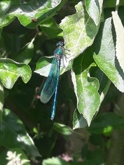 Calopteryx splendens