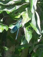 Calopteryx splendens
