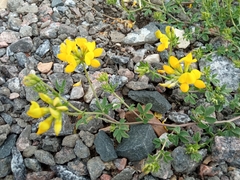 Lotus corniculatus