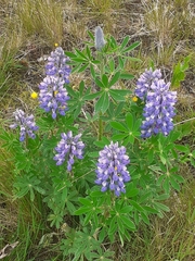 Lupinus nootkatensis