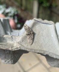 Eupithecia phoeniceata