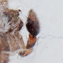 Rhysodromus pictus