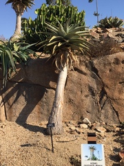 Aloidendron pillansii