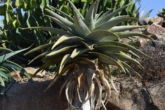 Aloidendron pillansii