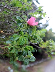 Rosa rugosa