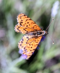 Melitaea trivia
