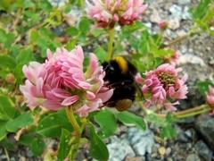 Bombus