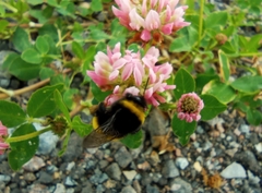 Bombus
