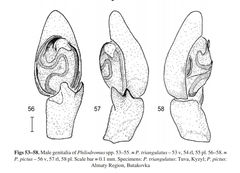 Rhysodromus pictus