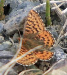 Boloria freija freija