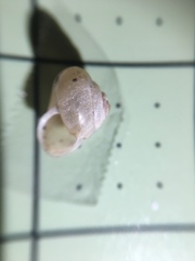 Praticolella berlandieriana