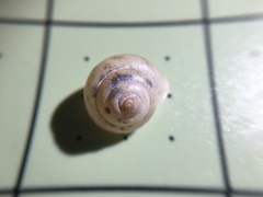 Praticolella berlandieriana