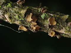 Cenangium ferruginosum