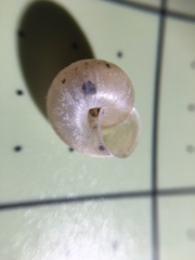 Praticolella berlandieriana