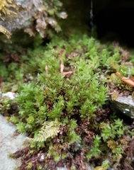 Mnium stellare