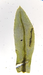 Mnium stellare