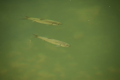 Megalops cyprinoides