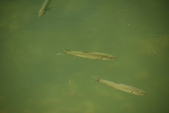 Megalops cyprinoides