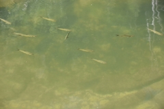 Megalops cyprinoides