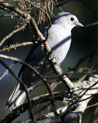 Coracina caesia caesia