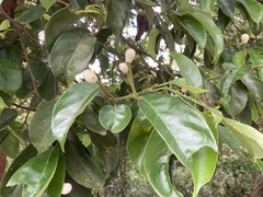 Artocarpus hypargyreus