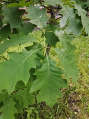 Quercus rubra