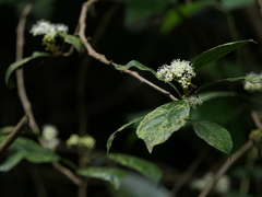 Ehretia laevis