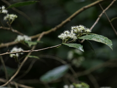 Ehretia laevis