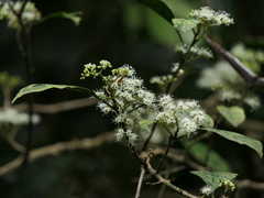 Ehretia laevis